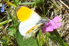 Wallengrenia pustula - Aurorafalter (Roter Apollo)